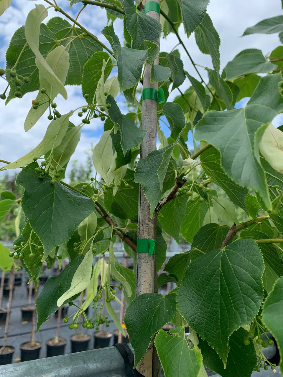 Листья Липы из питомника Липа PRO