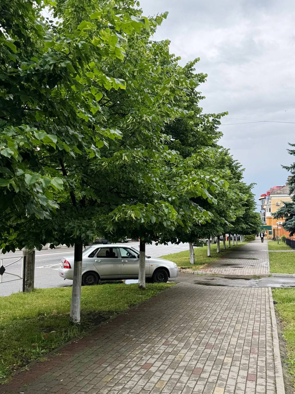 Липа в городском озеленении - питомник Липа PRO