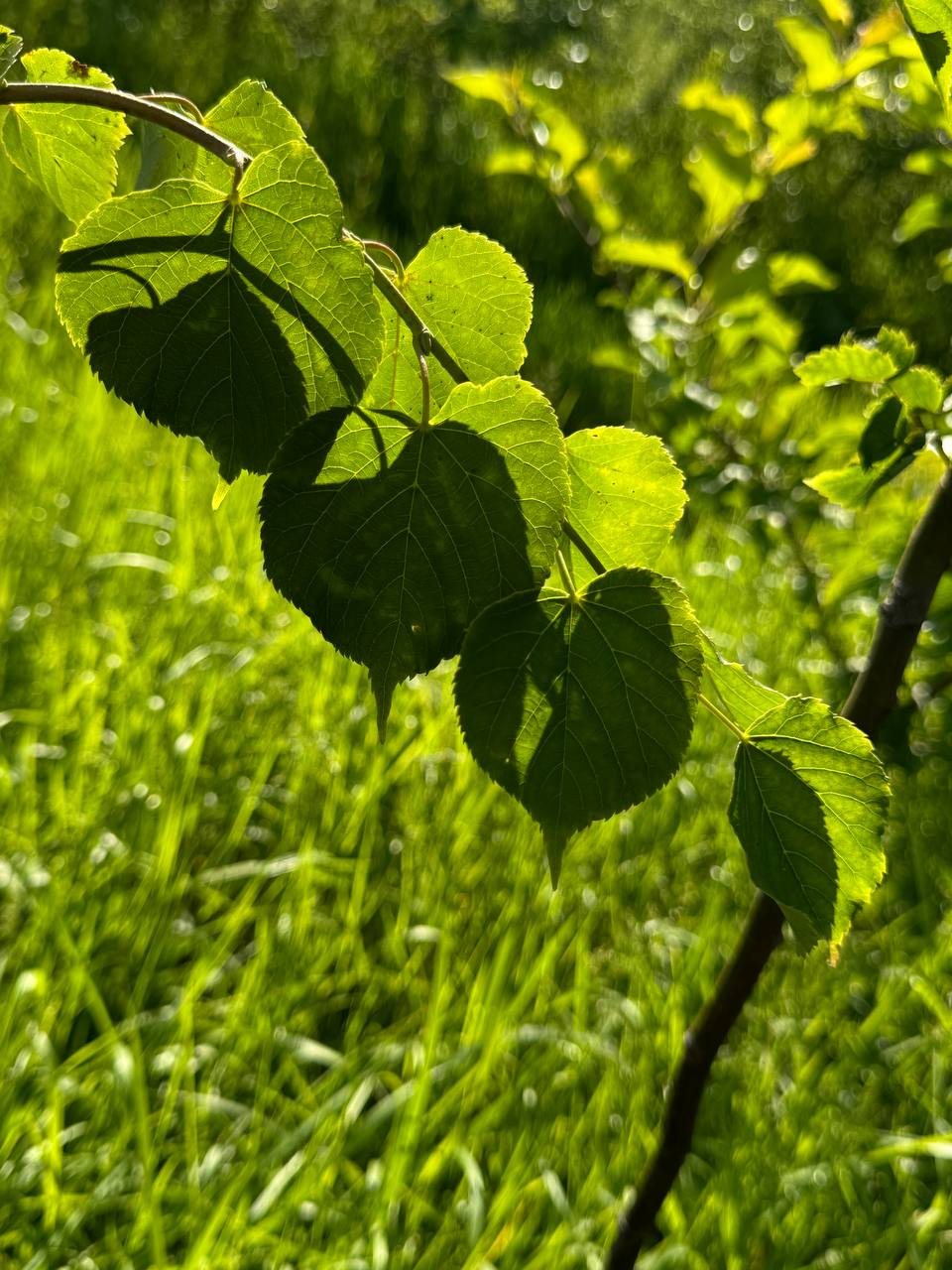 Листва Липы мелколистной Гринспаер из питомника Липа PRO